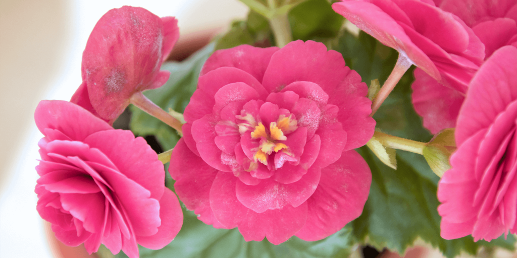 living color garden center powdery mildew prevention begonias pink