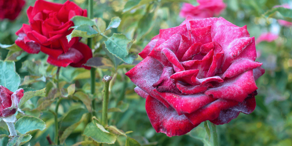 living color garden center powdery mildew prevention roses