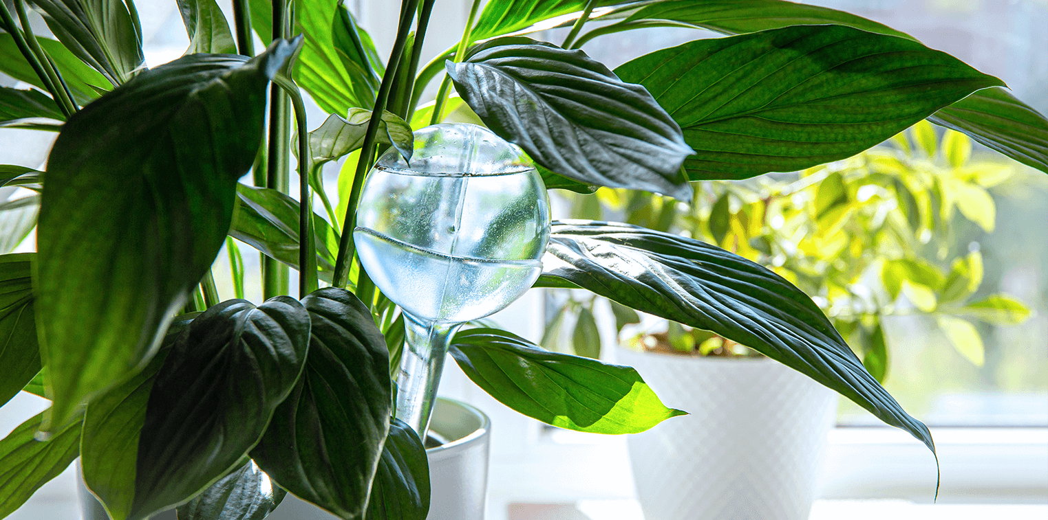 How To Water Houseplants While Away On, How To Water Garden Plants While Away From Home