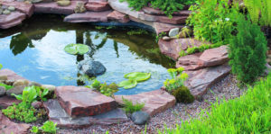 living color garden center backyard pond