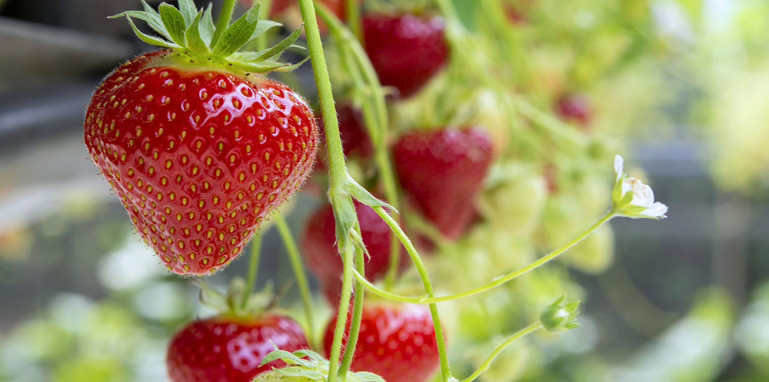 recipes for your strawberry plant | living color garden center