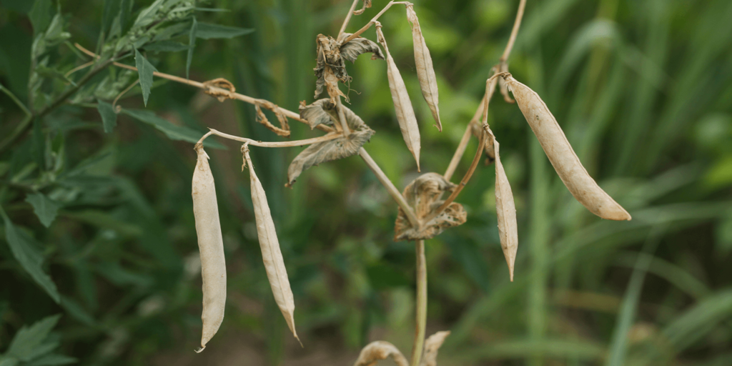 drying seed pods