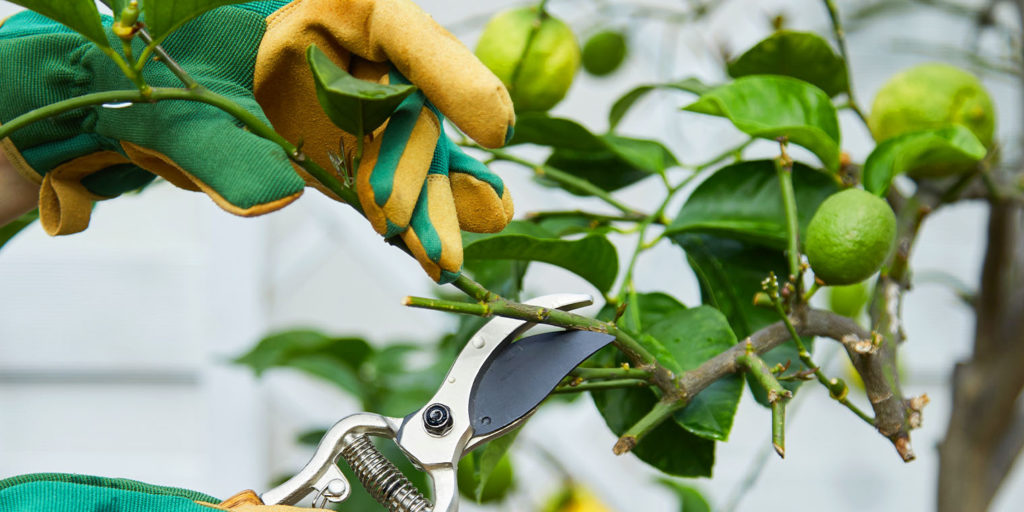 pruning citrus tree Living Color garden center