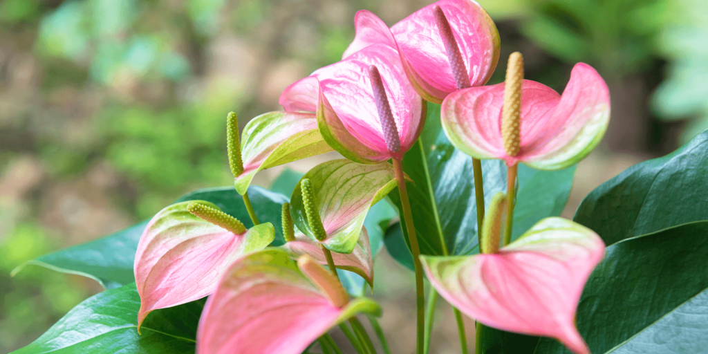 -pink blooming anthurium living color garden center