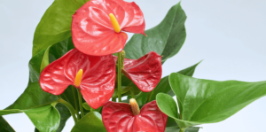 red blooming anthurium living color garden center