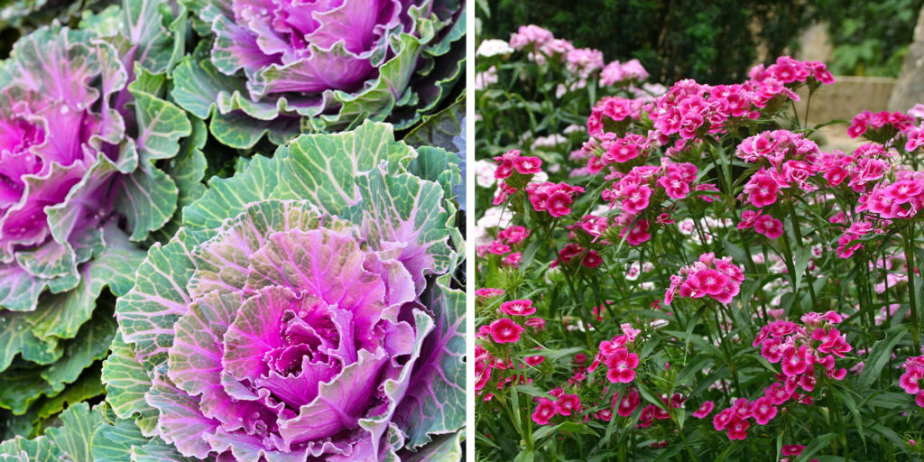 Living Color Garden Center-Blooming Winter Gardens-ornamental kale and dianthus