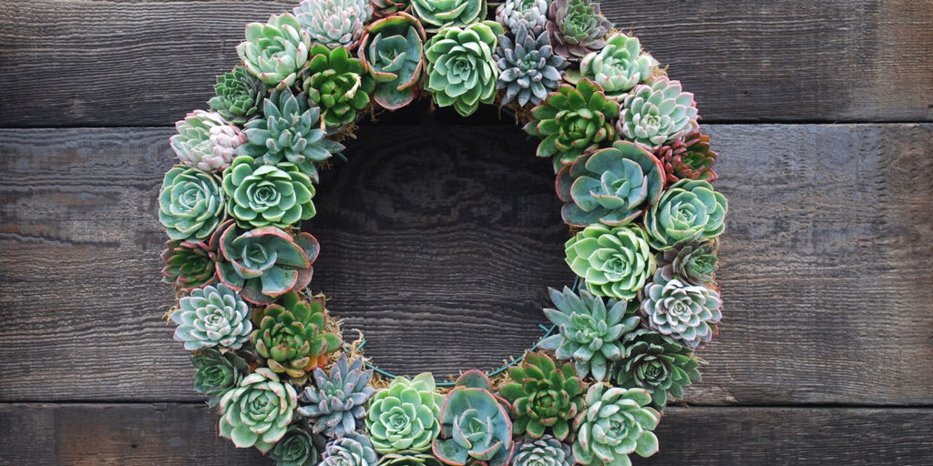 Living Color Garden Center-DIY Succulent Christmas Trees -succulent wreath DIY