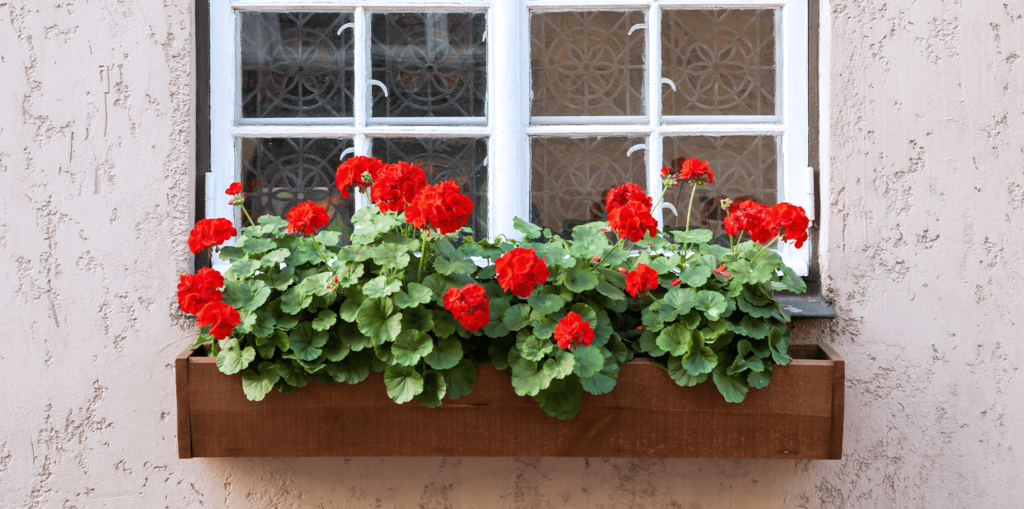 -red geraniums living color garden center