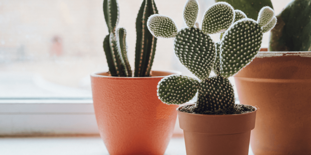 -cactus in terracotta pots living color garden center