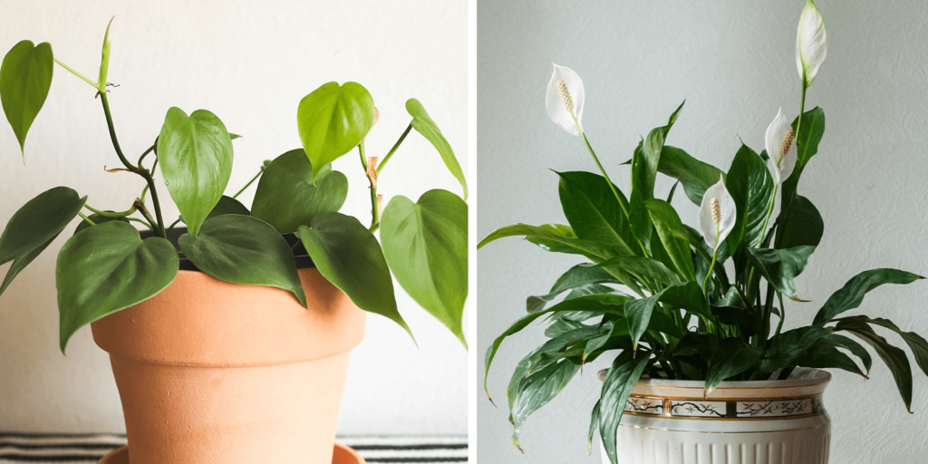 heartleaf philodendron - peace lily living color garden center