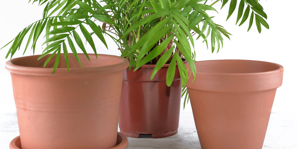 -transplant into terracotta pot living color garden center