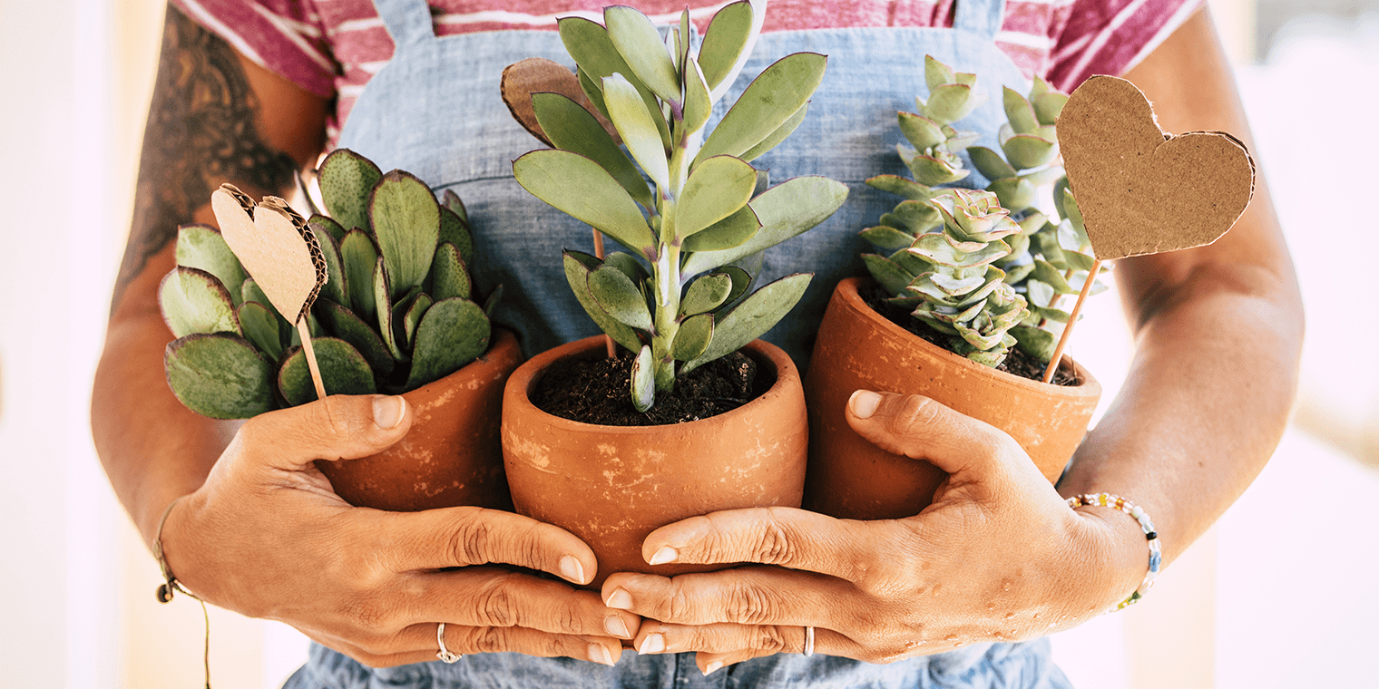 the do's and don'ts of terracotta plant pots | living color garden