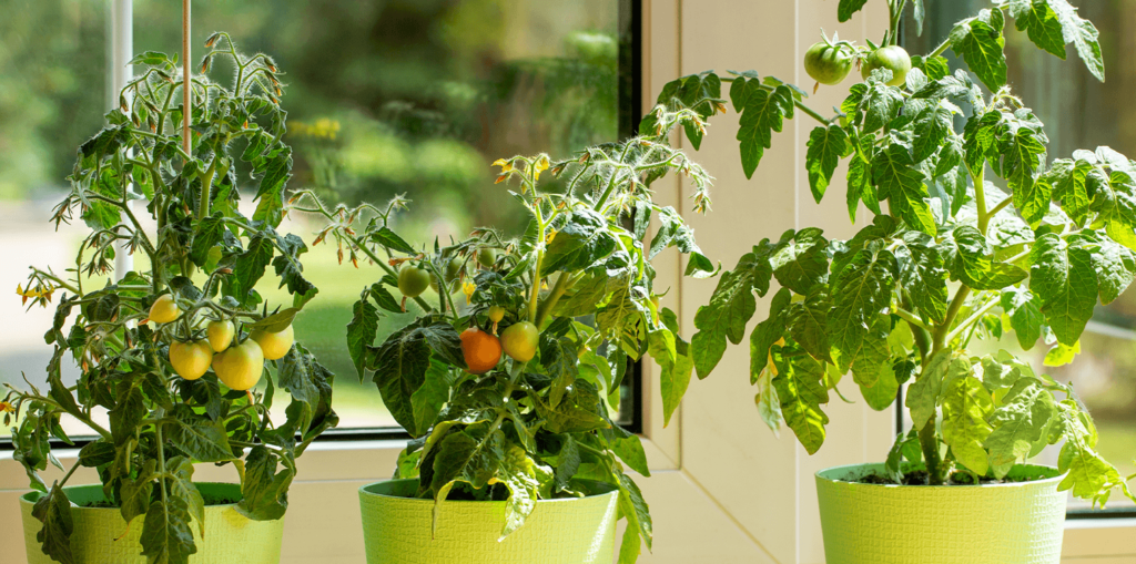 -grow mini tomato indoors living color garden center