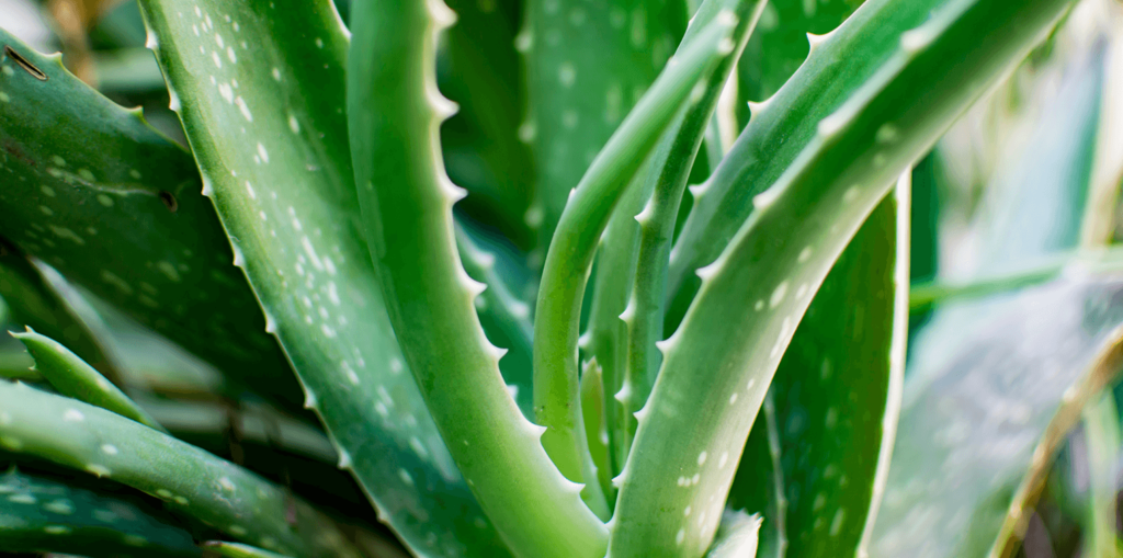 -aloe vera used for cooking living color garden center
