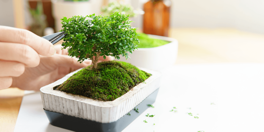 -bonsai tree gift living color garden center