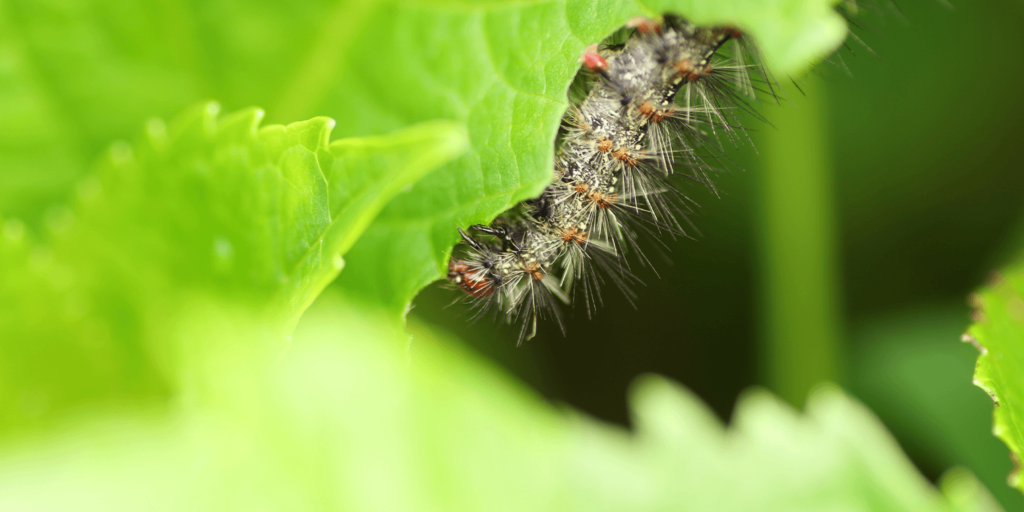 living color garden center - caterpillar on plant