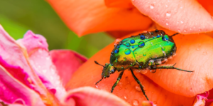 -living color garden center - japanese beetle in garden