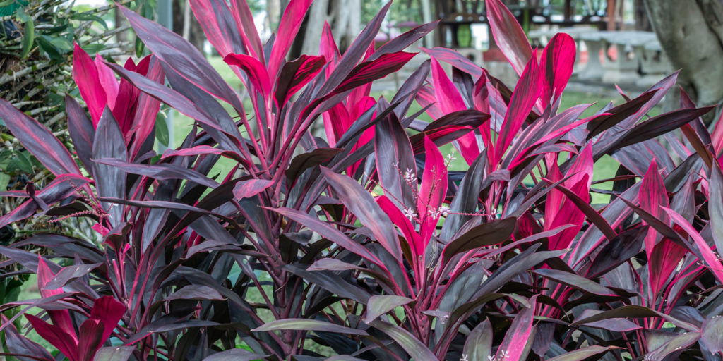 Living color garden center -How to Add Burgundy to Your Yard-burgundy cordyline