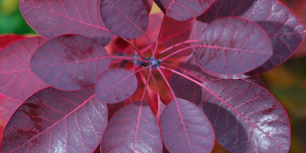 Living color garden center -How to Add Burgundy to Your Yard-burgundy smoke bush