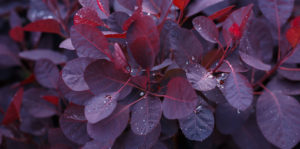 Living color garden center -How to Add Burgundy to Your Yard-smokebush foliage