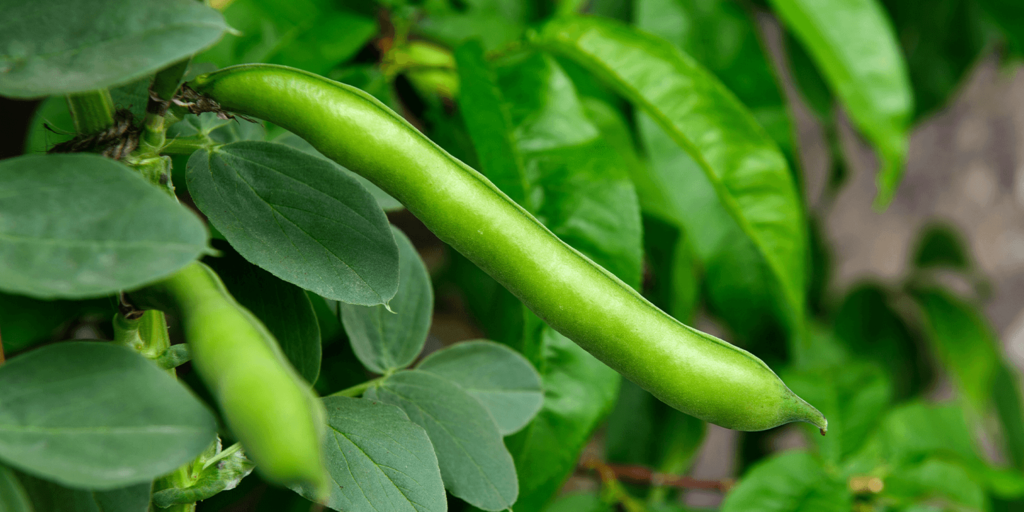 living color garden center-green beans