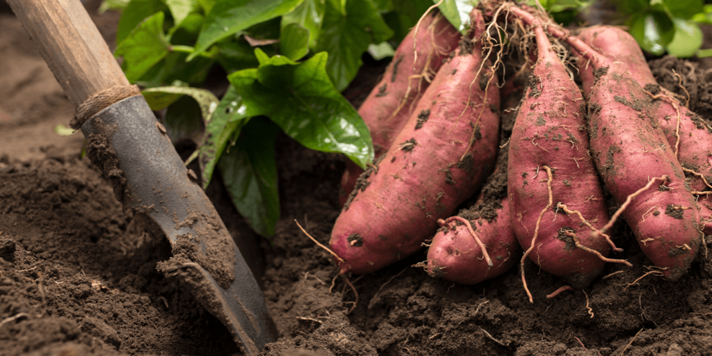 living color garden center-sweet potatoes