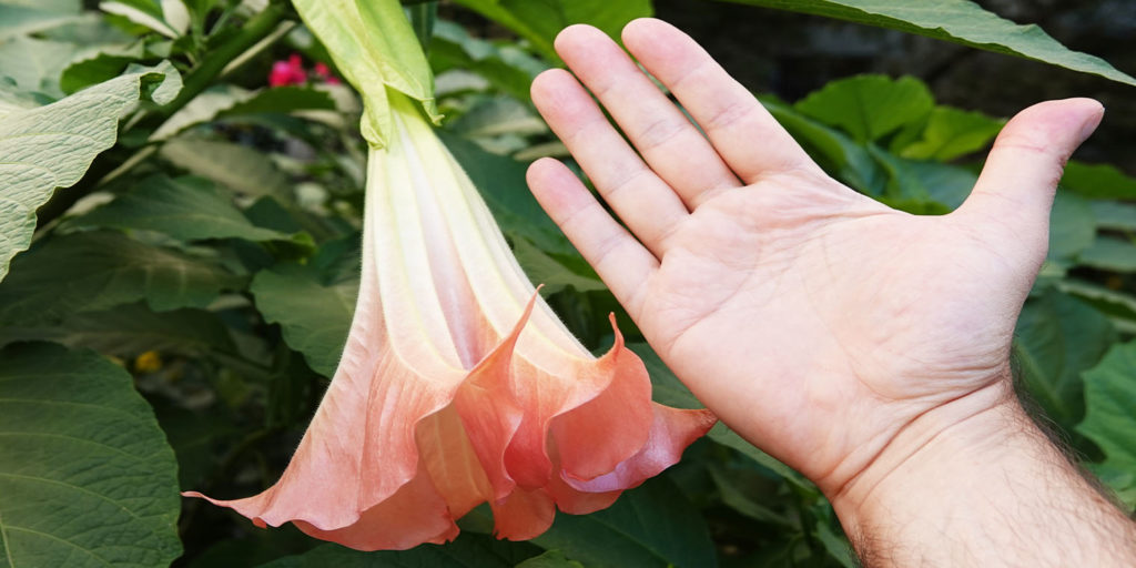 Living color garden center- How to Care for Angels Trumpet Plant--angels trumpet plant bloom