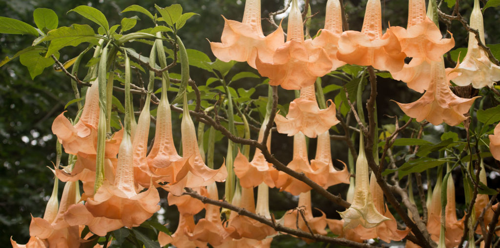 Living color garden center- How to Care for Angels Trumpet Plant--angels trumpet plant orange