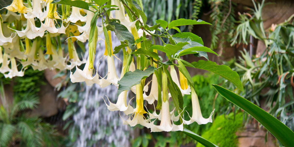 Living color garden center- How to Care for Angels Trumpet Plant--white blooming angels trumpet