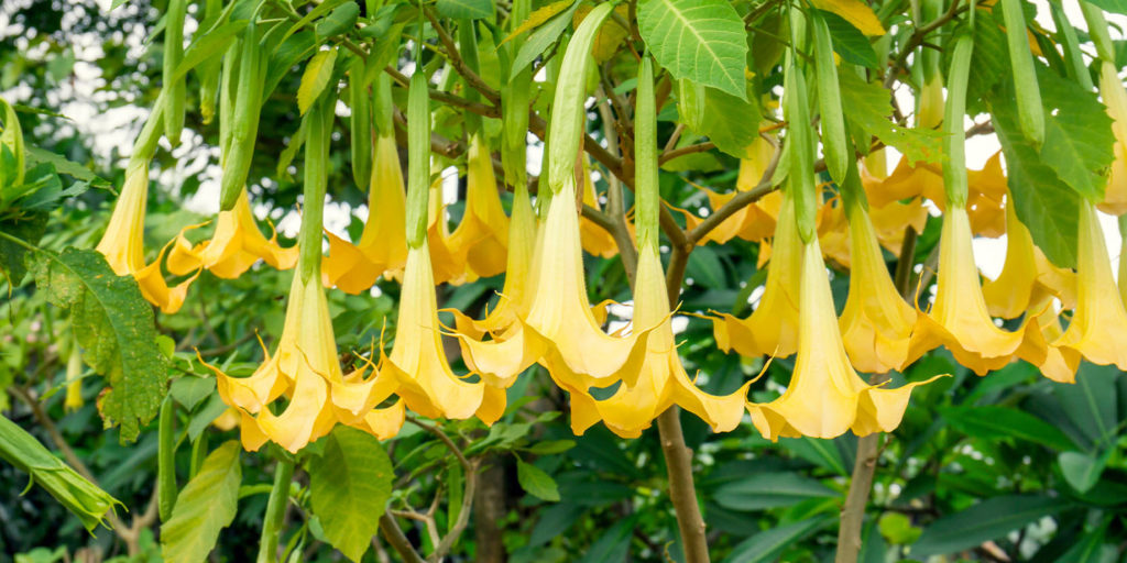 Living color garden center- How to Care for Angels Trumpet Plant--yellow blooming angels trumpet