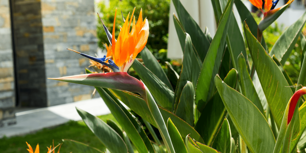 -outdoor bird of paradise plant living color garden center
