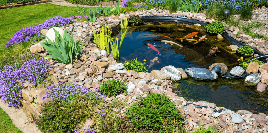 Living Color Garden Center - Water features for a peaceful backyard-koi pond in backyard