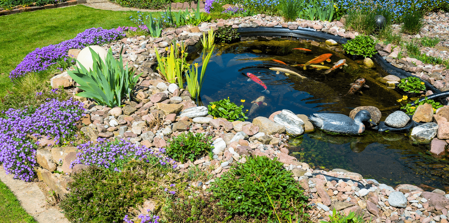 backyard fish ponds