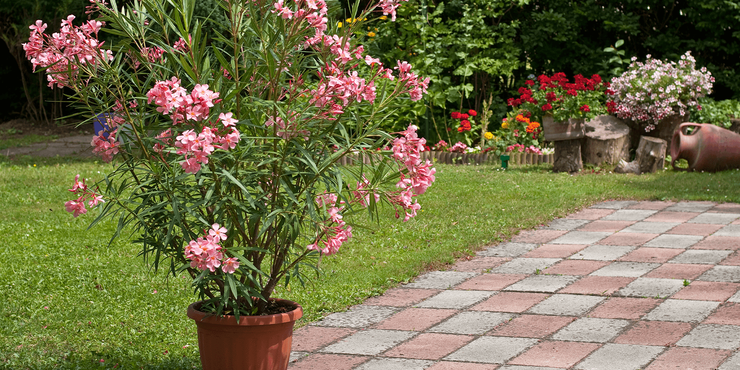How To Safely Grow Oleander In Your Garden Living Color Garden Center