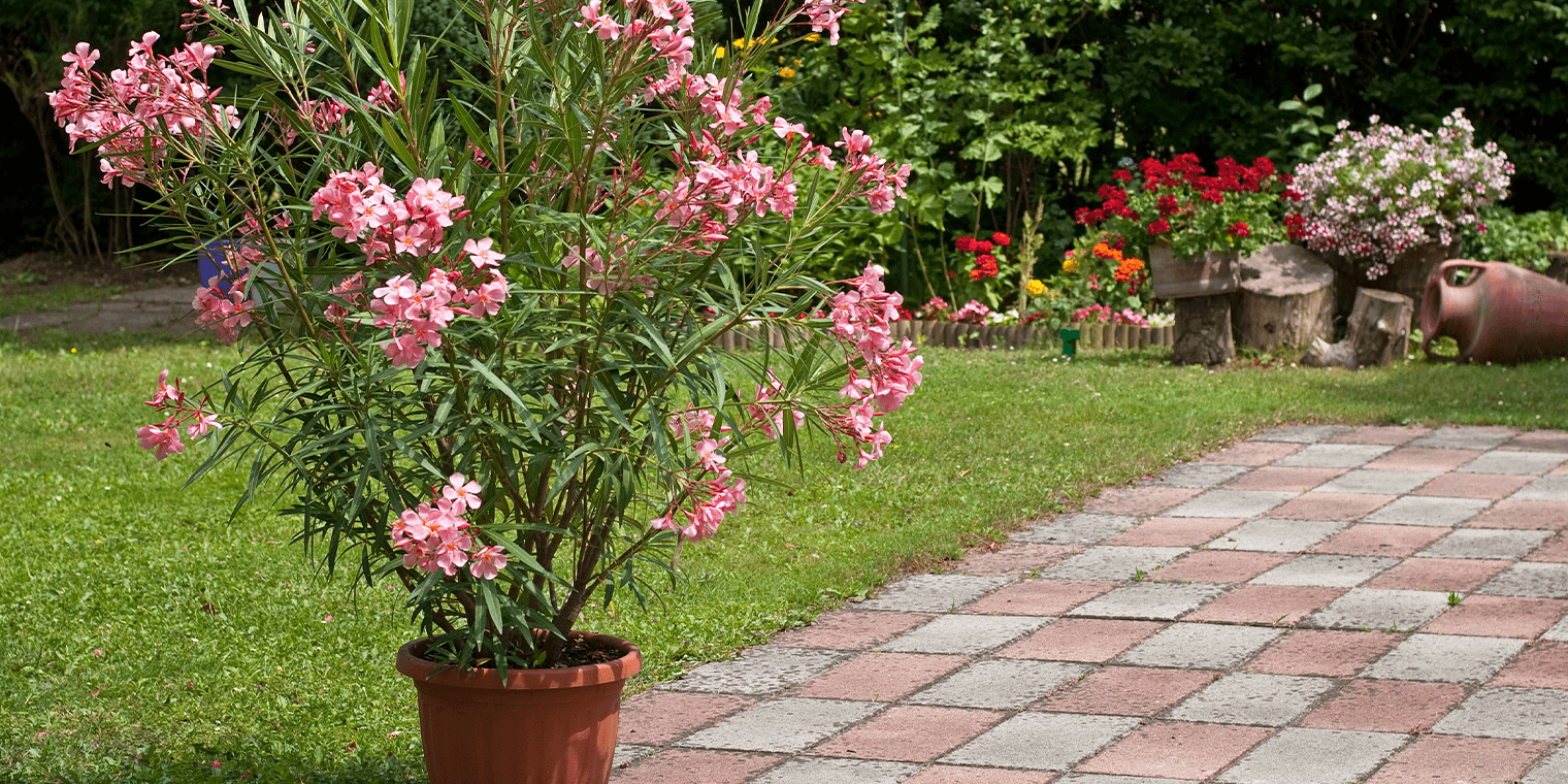 How To Safely Grow Oleander In Your Garden | Living Color Garden Center