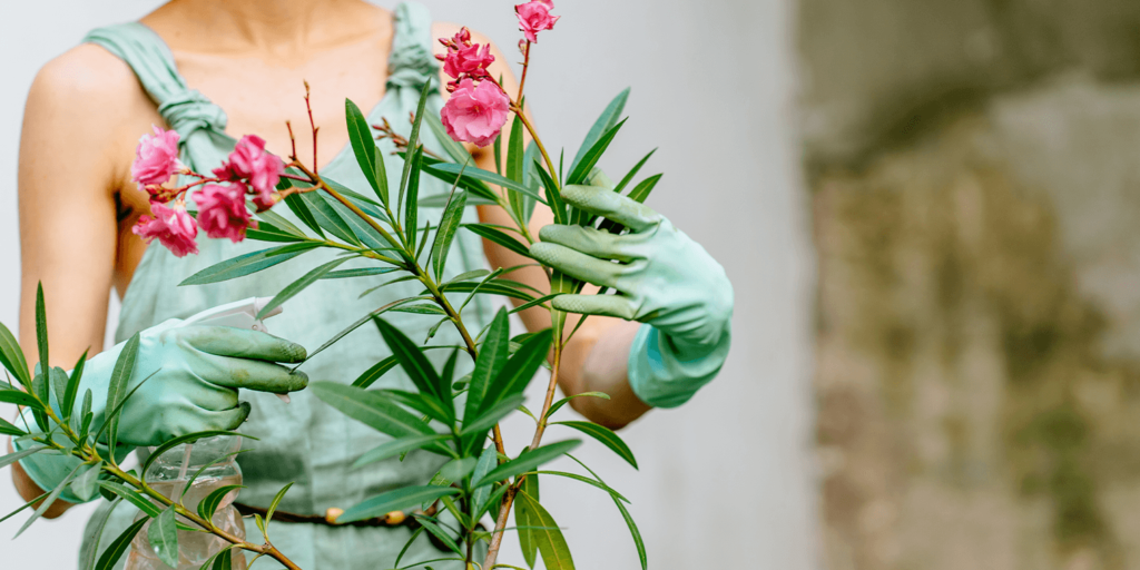 Living Color Garden Center_-person caring for oleander plant