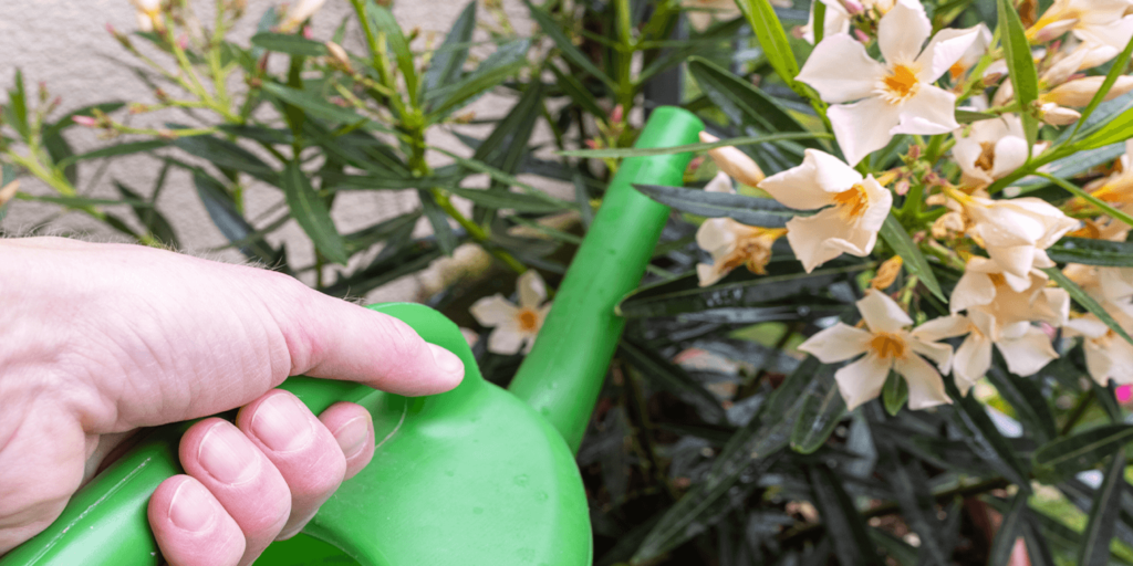 Living Color Garden Center_-watering oleander shrub