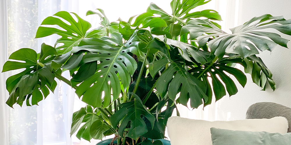 Living Color Garden Center - Caring for Monstera plant Florida -monstera plant in window