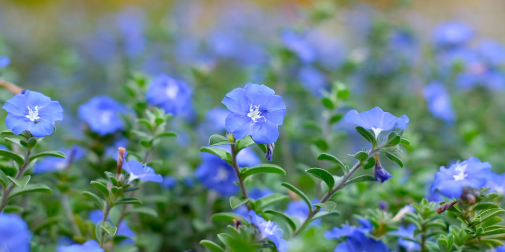 Living color garden center- True Blue Plants-Evolvulus flowers
