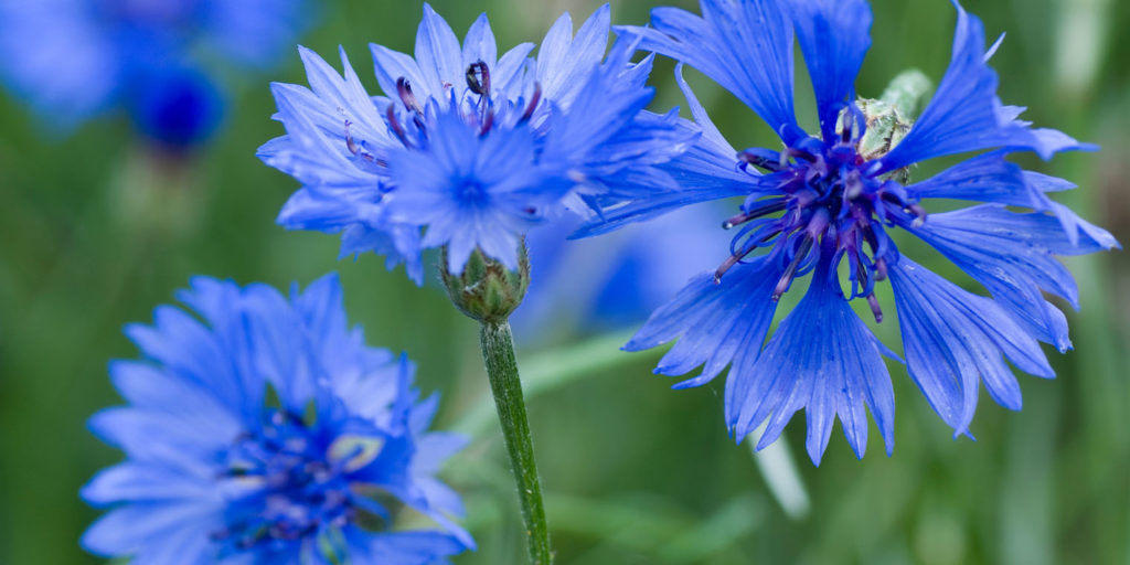 Living color garden center- True Blue Plants-cornflower