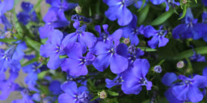 Living color garden center- True Blue Plants-lobelia flowers