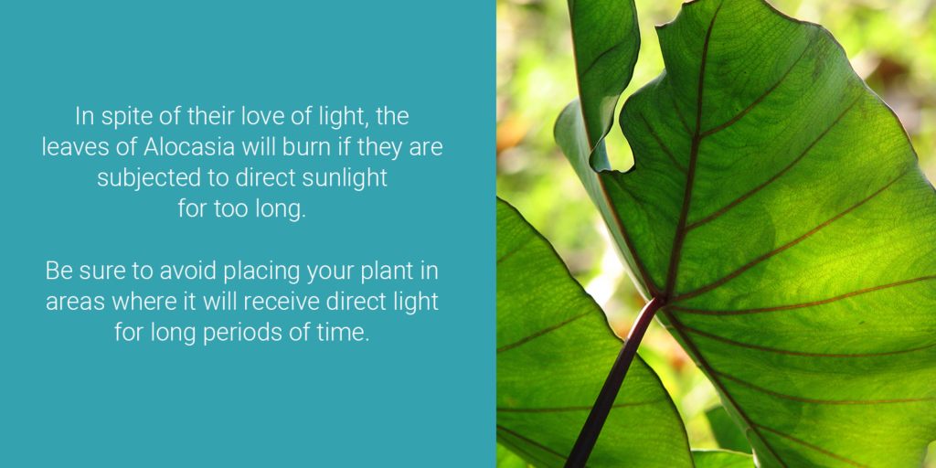 Be sure to avoid placing your plant in areas where it will receive direct light for too long