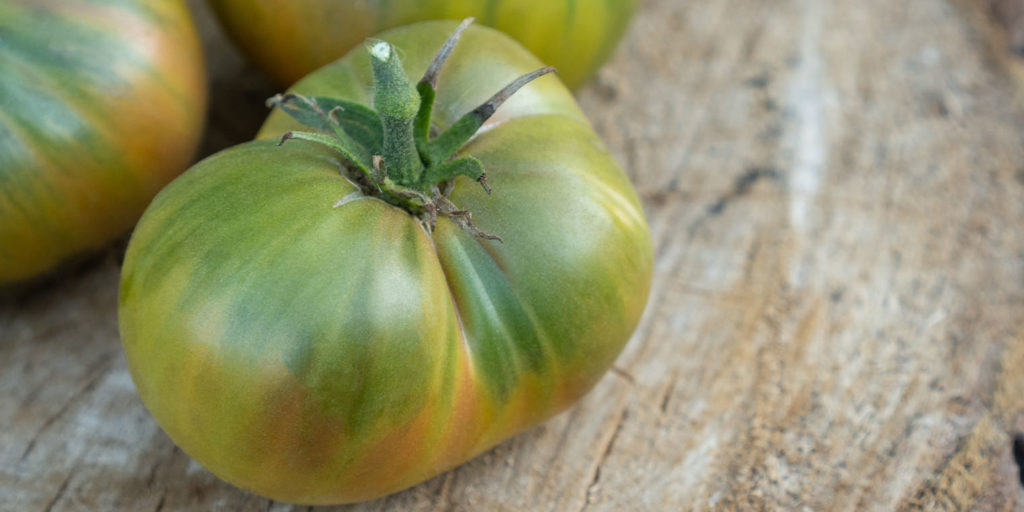 Living color garden center-Fort Lauderdale-Understanding the Classic Green Tomato-aunt ruby green tomato