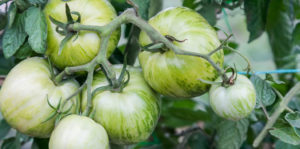 Living color garden center-Fort Lauderdale-Understanding the Classic Green Tomato-green tomato on vine