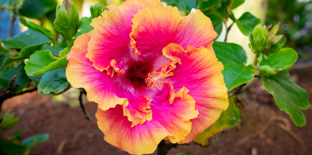 Living-color-garden-center-Growing-Hibiscus-in-Fort-Lauderdale-pink and yellow hibiscus bloom