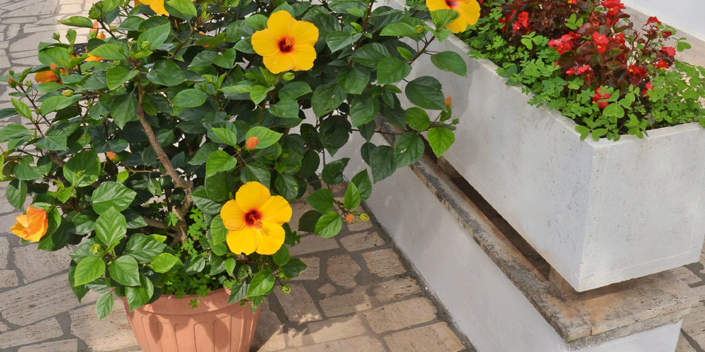 Living-color-garden-center-Growing-Hibiscus-in-Fort-Lauderdale-potted-yellow-hibiscus