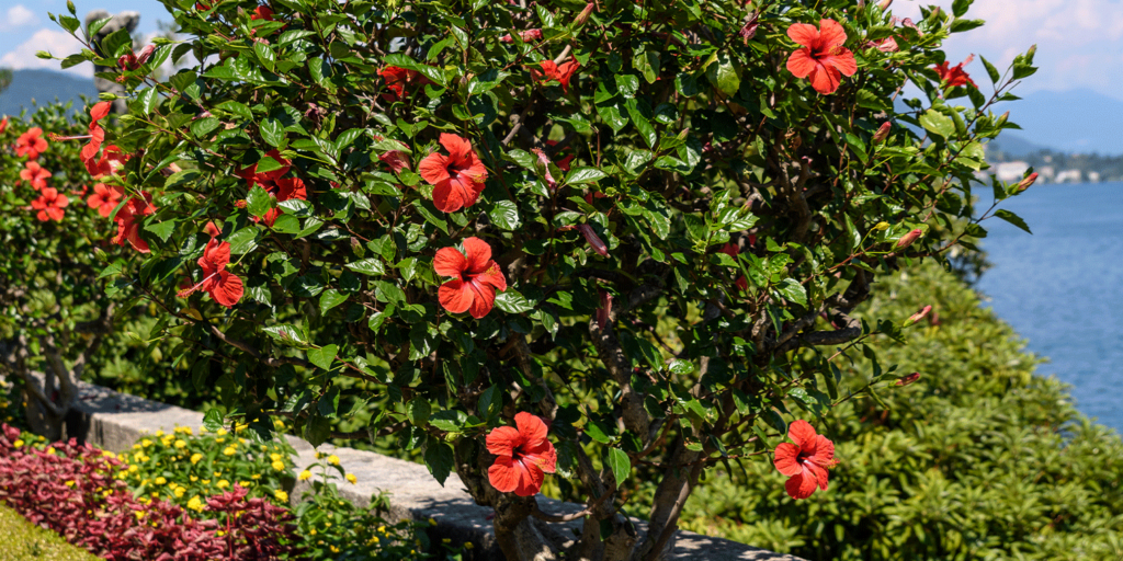hibiscus shrub