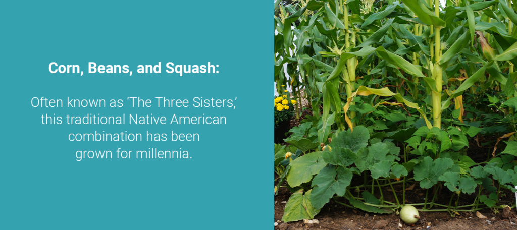 Corn, beans, and squash_ Often known as the Three Sisters this is a traditional Native American combination that has been grown for millennia1