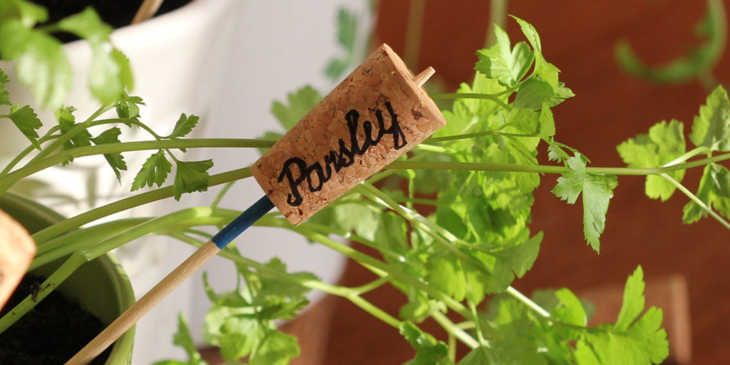 Living color garden center-Fort Lauderdale-How to Plant an Herb Wheel Garden - parsley wine cork plant tag