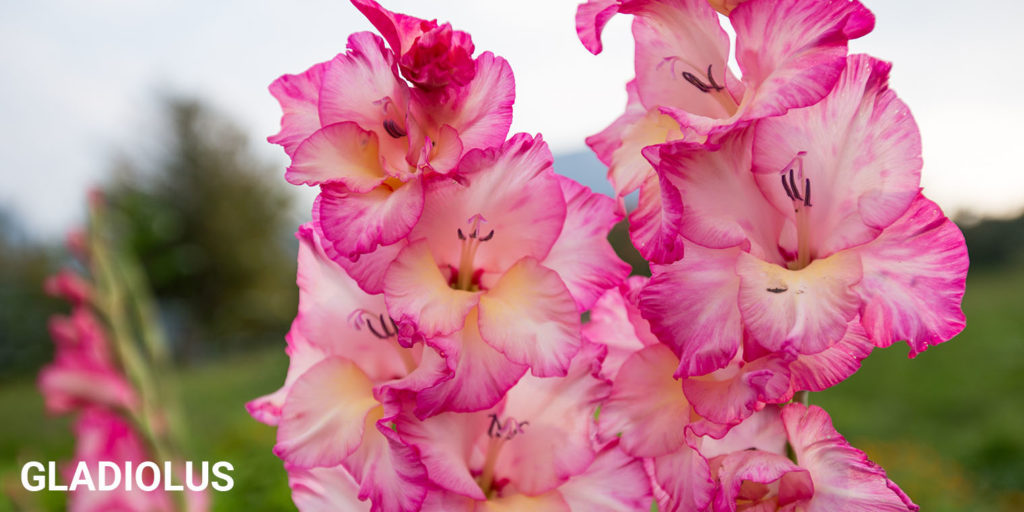 Living Color Garden Center-How to Plant and Store Flower Bulbs in South Florida-gladiolus flowers